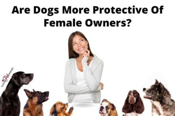 Are female dogs more protective?
