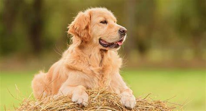 Are golden retrievers long haired?