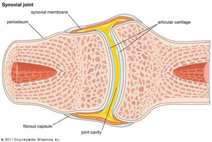 Are gomphosis cartilaginous joint?