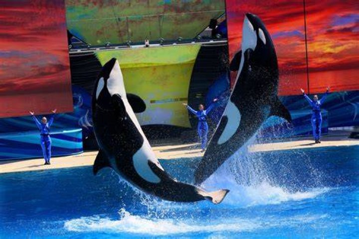 Are orcas still kept in captivity?