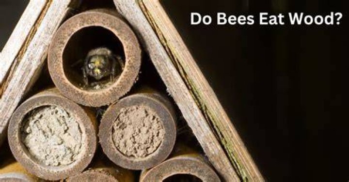 Are there wood eating bees?