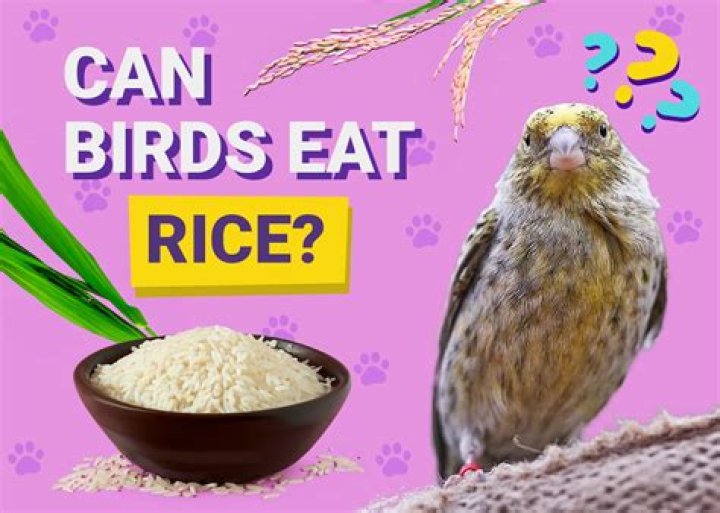 Can birds eat rice?