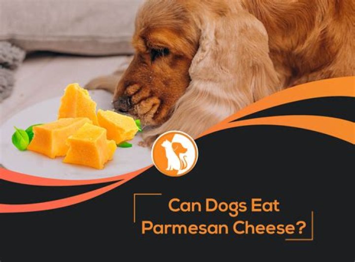Can dogs eat parmesan cheese?