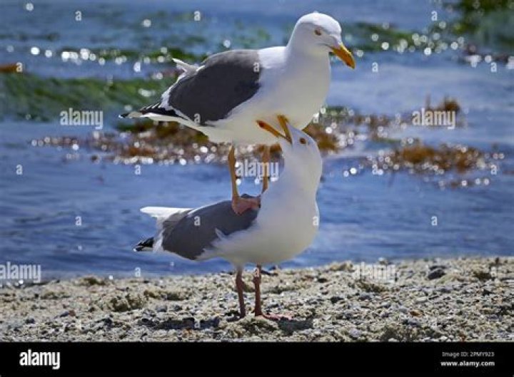 Can seagulls drink salt water?
