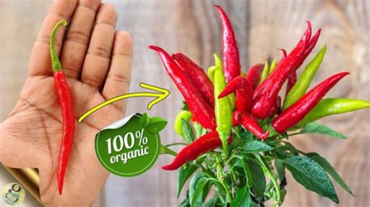 Can you grow chillies outside?