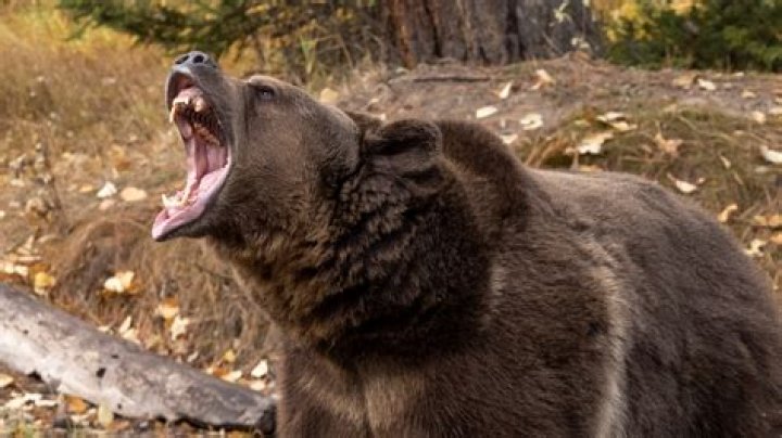 Can you use mauled in a sentence?