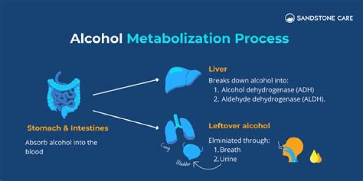 Can your body metabolize alcohol?