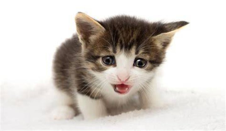 Did cats learn to meow from babies?