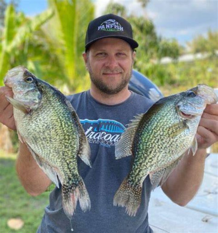 Do catfish eat perch?