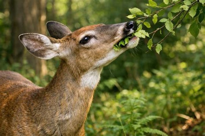 Do deer eat wood sorrel?