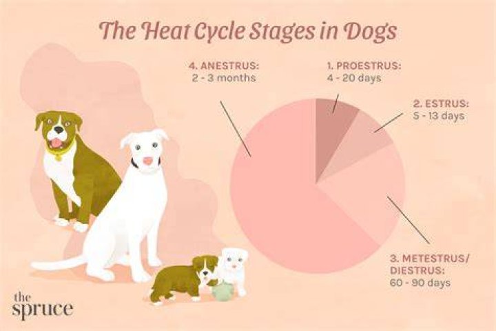 Do female dogs get periods?