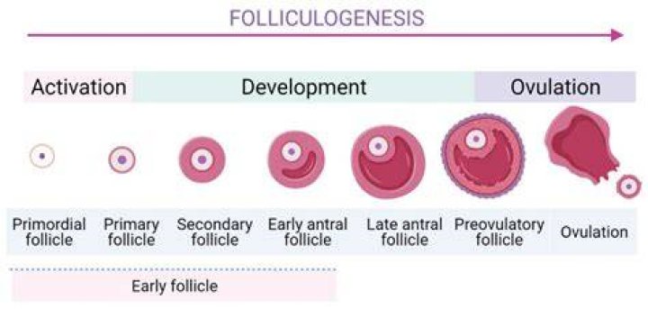 Do follicles grow during pregnancy?