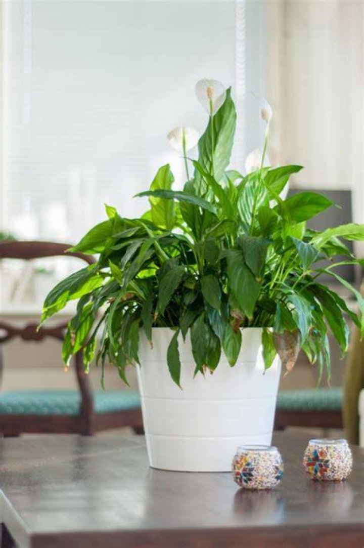 Do peace lilies droop at night?