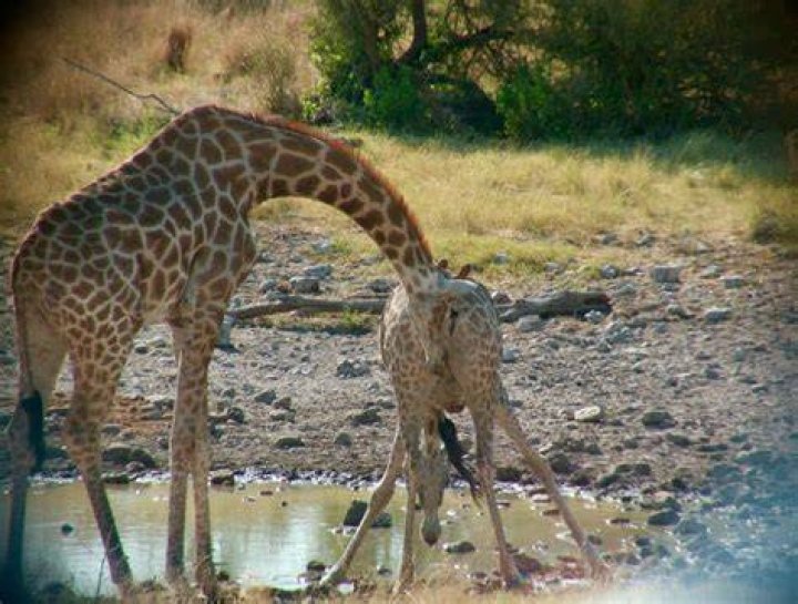 Does a female giraffe have udders?