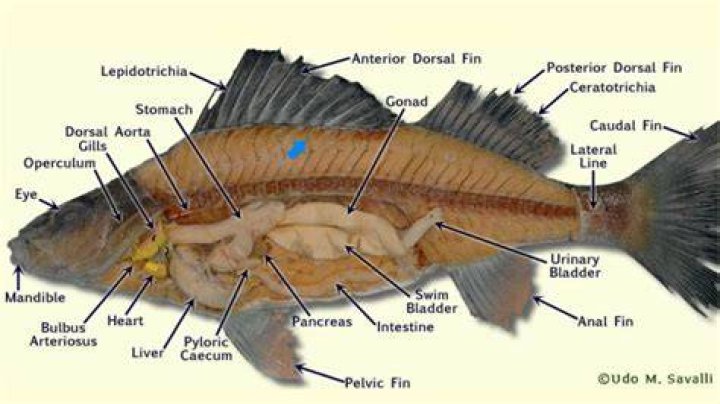 Does perch have bones?