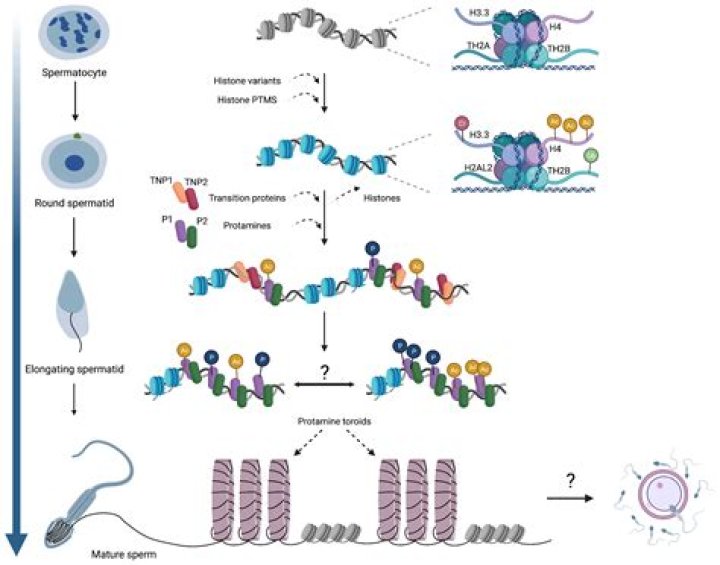 During spermiogenesis histone protein is replaced by?