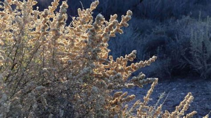 How do saltbush survive in the desert?