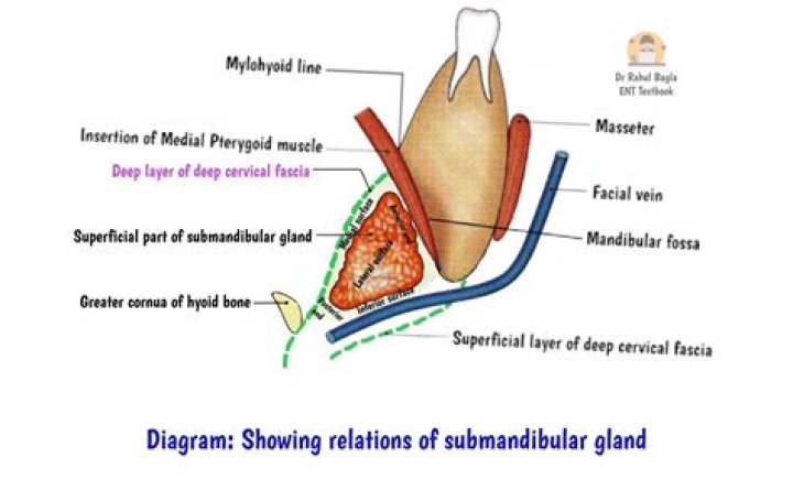 How is submandibular gland diagnosis?