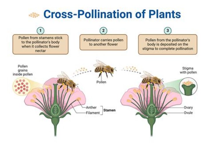 In artificial hybridization pollen grains are pollinated by?