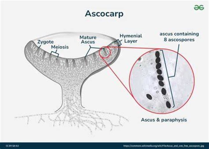 In erysiphe the ascocarp is?
