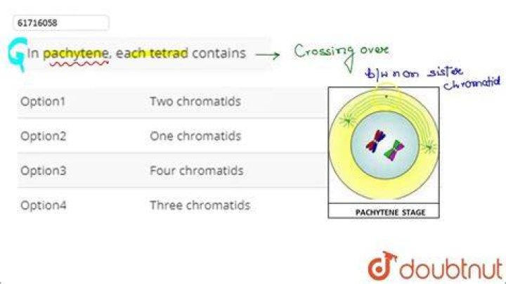 In pachytene each tetrad contains?