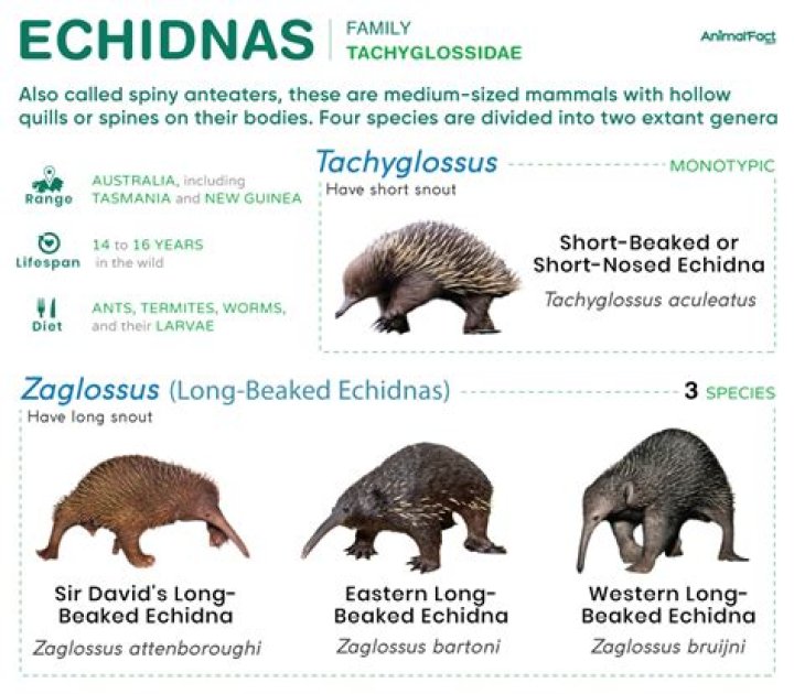Is a group of echidnas called?