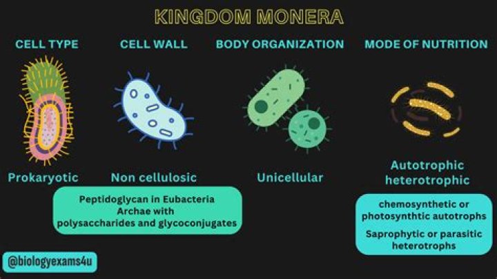 Is monera autotrophic or heterotrophic?