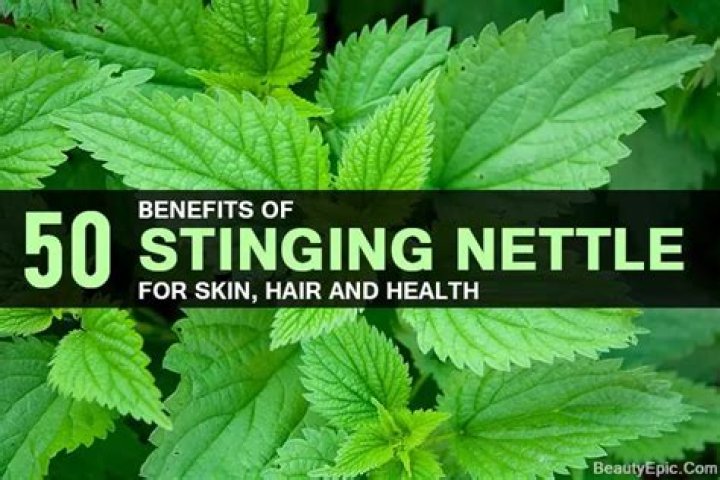 Is nettle good for hair?