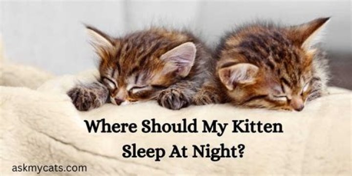 Should i cage my kitten at night?