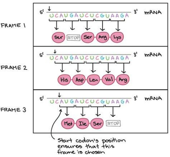 What codon means start?