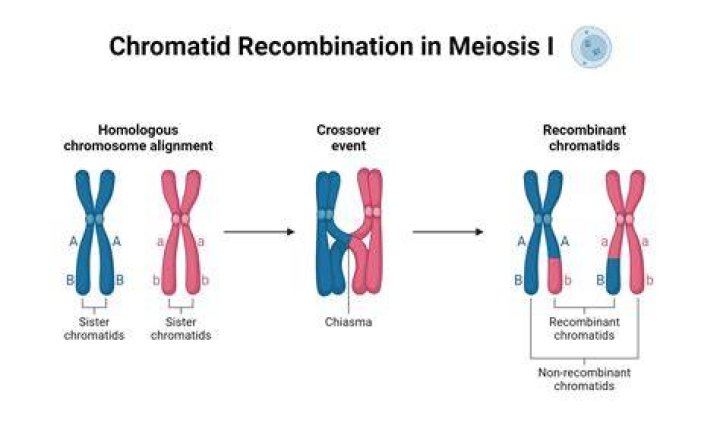 What does nonrecombinant mean in biology?