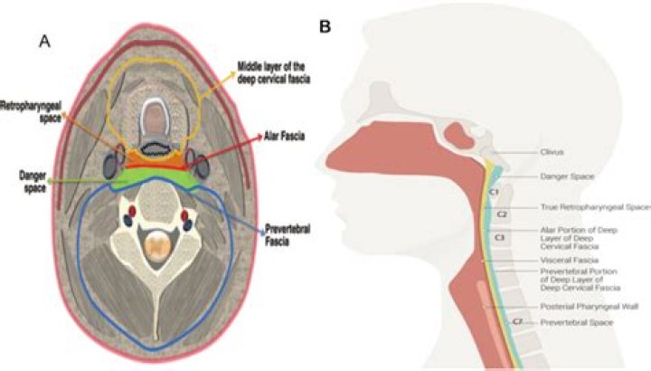What is retropharyngeal space?