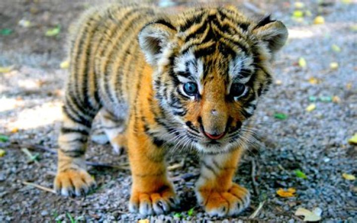 What tigress baby called?