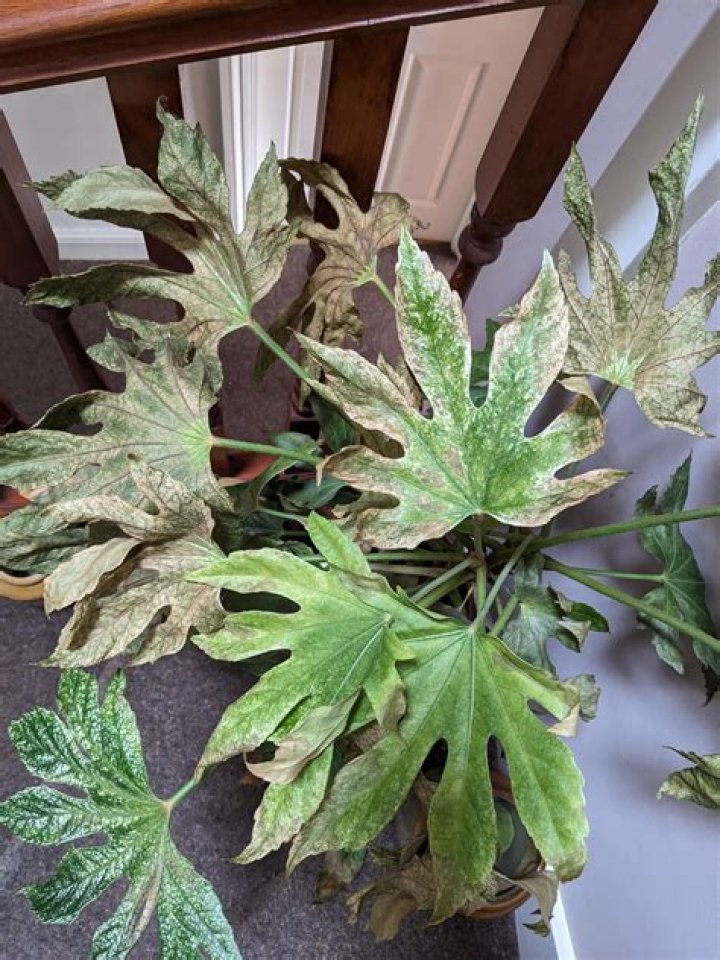 Whats wrong with my fatsia?