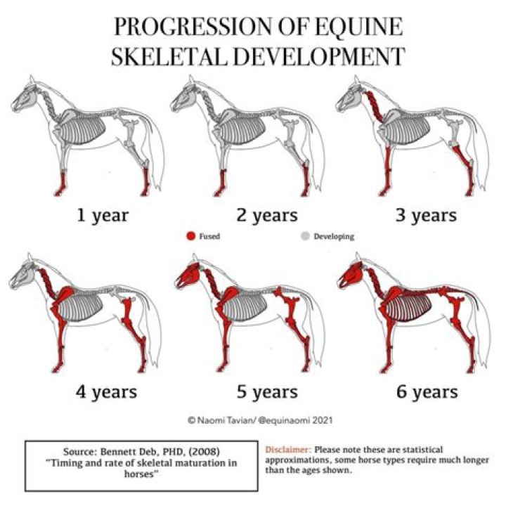 When does a horse become skeletally mature?