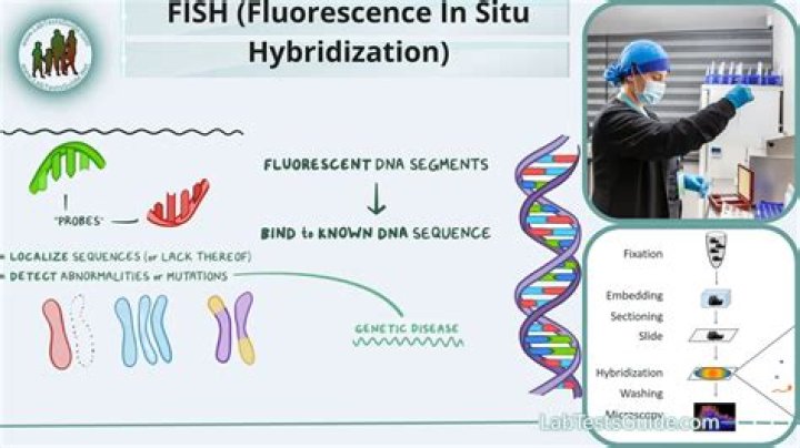 When is fluorescence in situ hybridization used?