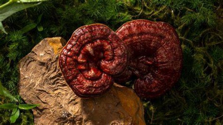 Where did mushrooms come from?