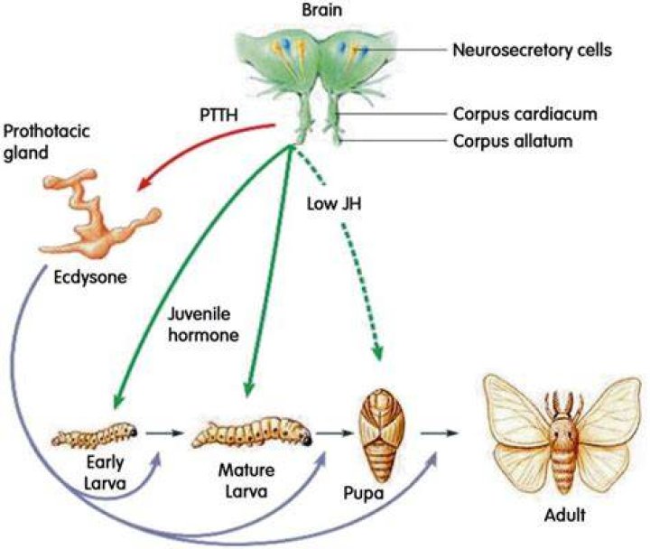 Where does ecdysis occur?