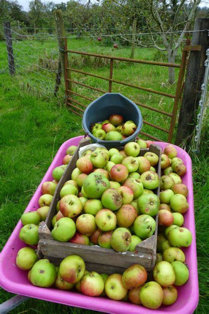 Where is apple in ireland?