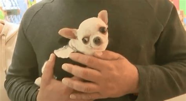 Which chihuahua breed is the smallest?