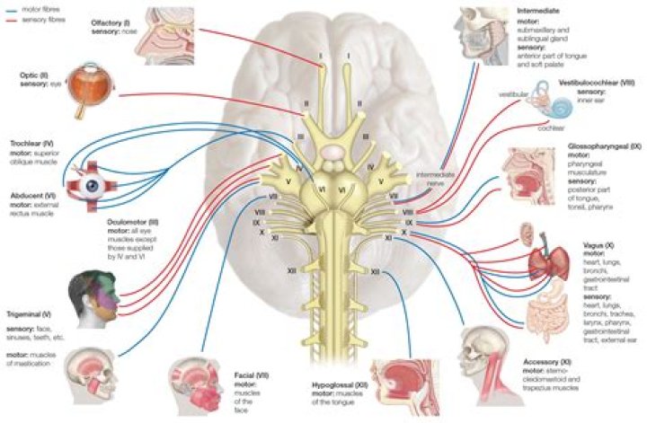 Which cranial nerves are bilaterally innervated?
