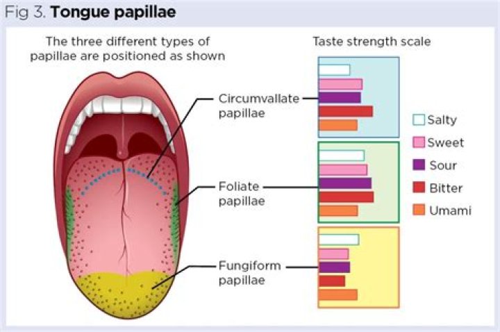 Which papillae doesn't have taste buds?