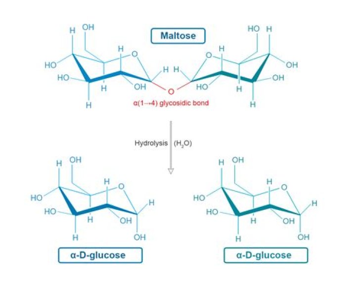 Which polymers) are composed of d-glucose?