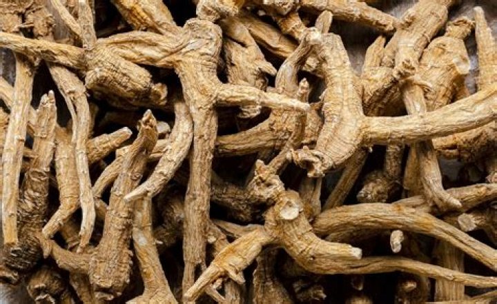 Who is siberian ginseng?