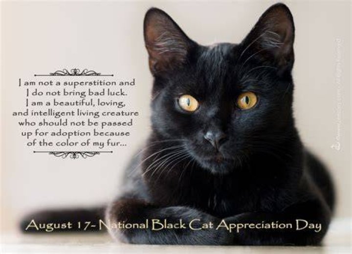Why are black cats black?