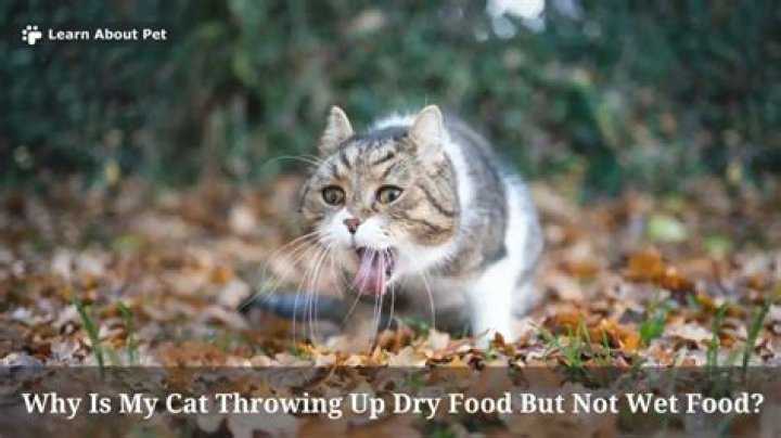 Why does my cat scrounge for food?
