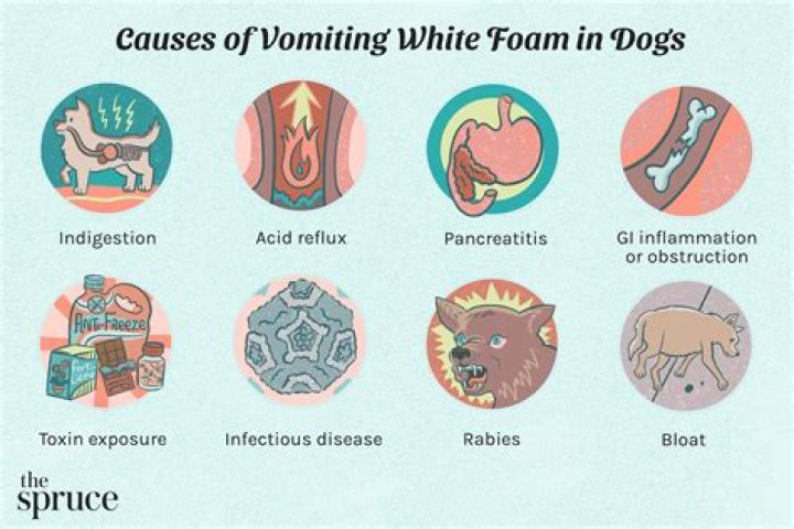Why is my dog vomiting white foam?