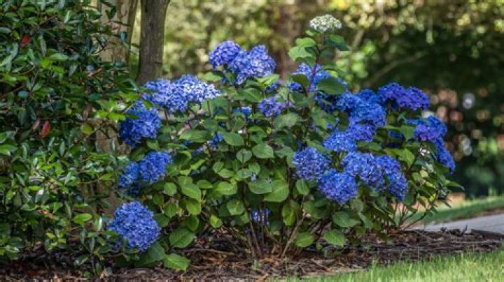 Will escallonia grow in shade?