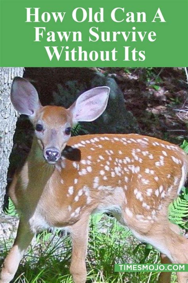 Will fawns survive without mother?